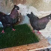 کبوتر زآغ ابادانی اصل