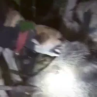 فروش سگ شکاری سیخوره قیمت جفت ۱۷