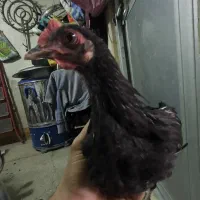 خروس محلی|حیوانات مزرعه|جوانرود, |دیوار