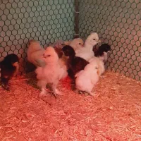 سیلکی ابریشمی|حیوانات مزرعه|شیراز, کرونی(خاتونک)|دیوار