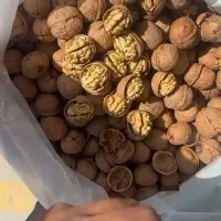 گردو پوست کاغذی،قیمت از ۲۵۰تا ۵۵۰