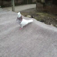 طوقی کرمانشاهی|پرنده|خان ببین, |دیوار