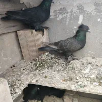 کبوتر|پرنده|تبریز, |دیوار