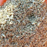 گندم پیشگام برای دام و کاشت|خوردنی و آشامیدنی|شوط, |دیوار