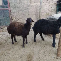 بره قوچ قره قزل درجه یک|حیوانات مزرعه|کوهدشت, |دیوار