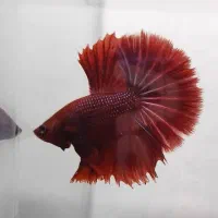 ماهی فایتر هافمون