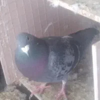 دوبر|پرنده|کوراییم, |دیوار