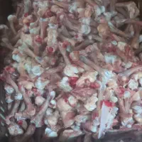 اسکلت گردن مرغ