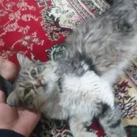 گربه پرشین|گربه|یزد, |دیوار