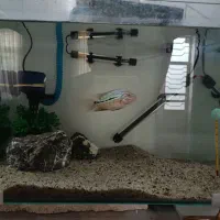 ماهی فلاور به همراه آکواریوم شیشه خم و فیلتر و نور