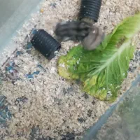 همستر|موش و خرگوش|رفسنجان, |دیوار