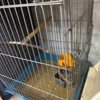 قفس طوطی و کاسکو