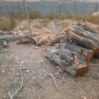 چوب خشک زغالی|خدمات باغبانی و درختکاری|خانمیرزا, |دیوار