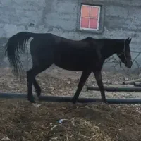 مادیان مشکی شش سال|اسب و تجهیزات اسب‌سواری|مرودشت, ژیان|دیوار