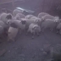 بره نر|حیوانات مزرعه|جیرفت, |دیوار