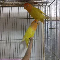 طوطی برزیلی اوپال کله نارنجی|پرنده|اهواز, کوی منابع طبیعی|دیوار