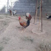مرغ و خروس