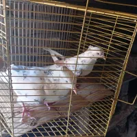 پرشی|پرنده|میاندوآب, |دیوار