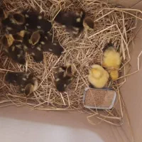 فروش بچه اردک اسراییلی|حیوانات مزرعه|آستانه اشرفیه, |دیوار