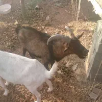 نربز آلپاین|حیوانات مزرعه|دماوند, دماوند|دیوار