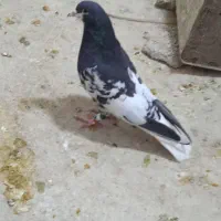 یال سیاه گلدار ارج دار