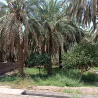 باغ خرما با ربع ساعت آب|فروش دفتر صنعتی، کشاورزی، تجاری|بم, |دیوار