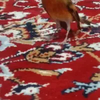 سهره قناری سرخ