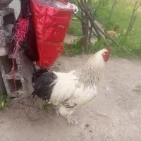 فروش مرغ برهما