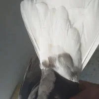 کبوتر سرکه ای دم سفید ماده|پرنده|مرودشت, فیروزی|دیوار