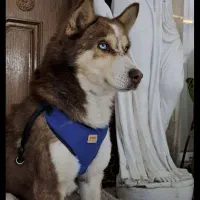 هاسکی|سگ|مشهد, کشف|دیوار