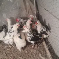 ۱۱ مرغ یه خروس|حیوانات مزرعه|اصفهان, شهرک کاوه|دیوار