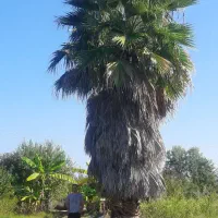 فروش پالم واشنگتنی ۱۲ ساله کم نظیر و با کیفیت|گل و گیاه طبیعی|نشتارود, |دیوار