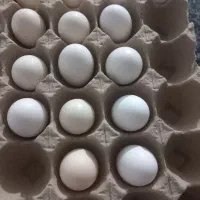 تخم مرغ نطفه دار گلین لری