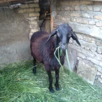 بره ماده