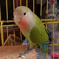 جوجه دونه خور سالم.تقریبا ۳ماه