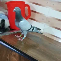 نرعراق‌پرینت‌داردوسال‌مسابقه‌کرده