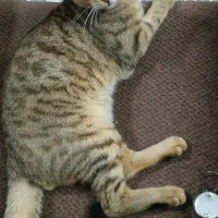 گربه گم شده|گربه|ارومیه, |دیوار