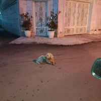 گمشده|حیوانات|رضوانشهر, |دیوار