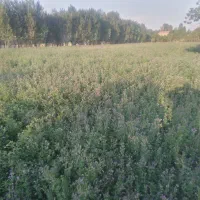 یونجه خالص