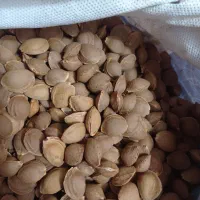 هسته زردآلو شیرین