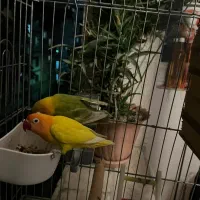 یک جفت طوطی برزیلی فیشر بالغ|پرنده|شهریار, شهریار|دیوار