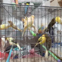 قناری آماده