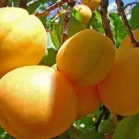 نهالستان حاج عبدالله|خدمات باغبانی و درختکاری|اصفهان, دانشگاه اصفهان|دیوار