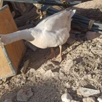 بت یا غاز|حیوانات مزرعه|زابل, |دیوار