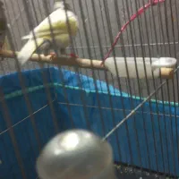 یک جفت قناری اماده