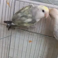 کوتوله برزیلی نر