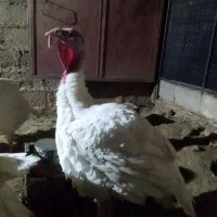 فروش بوقلمون محلی زنده یا کشتار|حیوانات مزرعه|آباده, |دیوار