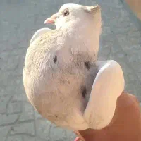 طوقی الماسی