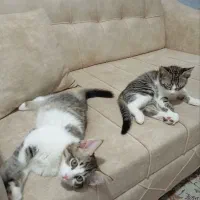 واگذاری بچه گربه محدوده شهسوار (تنکابن)|گربه|تنکابن, |دیوار