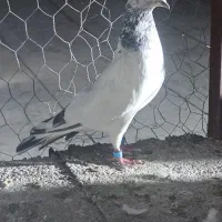 کبوتر گلدن|پرنده|ایرانشهر, |دیوار